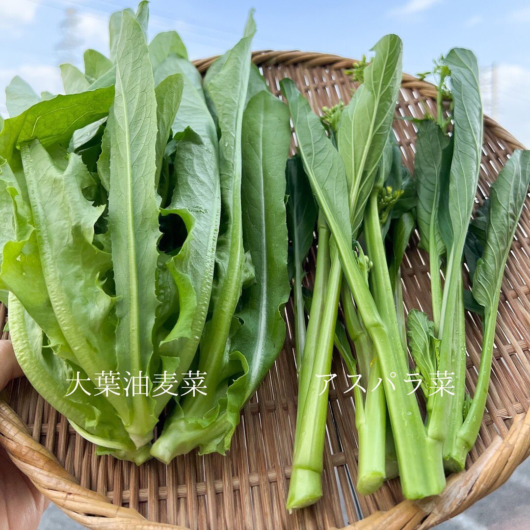 珍しいお野菜が入荷！生産者のおたからふぁーむさんおすすめの食べ方も一緒にご紹介します🥗大葉油麦菜(ユーマイサイ)名前の通り油と相性がよく油炒め、和え物、スープ、サラダ、しゃぶしゃぶなどに！！アスパラ菜(オータムポエム)菜の花に似てますが苦味はなく、おひたし、炒め物、サラダ、パスタに！！１度火を通してから食べてください。わさび菜葉が長く伸び、淵がギザギザでピリッとした辛みが特徴サラダ、おひたし、白和え、かき揚げに！！かつお菜かつお出汁がいらないほど風味がよく、アクが少なく、辛みもないです。汁物、煮物、和え物、漬け物に！！かぶ菜根の部分だけでなく、葉も美味しいおひたし、漬け物に、ふりかけ、炒め物に！！にんじん見た目も可愛く、丸ごと食べれます！ピクルス、サラダ、ふりかけ、かき揚げに！！コールラビアクが少なく、生でも食べられます！サラダ、煮物、スープ、漬け物、ザーサイに！！その他、新鮮たまご　2パックです。春菊、みかん、柿等揃ってます🤗#地元野菜#おたからふぁーむ #新鮮野菜 #池田町 #神戸町