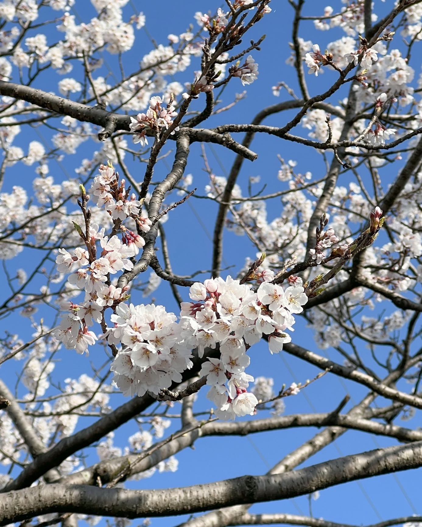 春はいいなぁ♪桜の花が咲き始めると思わずほわっとしてきますよね！町内の桜並木に毎年一本だけ早く咲く桜があるんです！みなさんも桜の季節楽しんで下さいな🤗#春が来た #桜 #花見